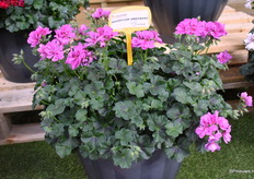 En last but not least de Moonflair Amethyst is een donkerbladige Peltatum en ook een vroeibloeier. Geeft veel vertakkingen en het is een compactsoort dat geen remstoffen nodig heeft.